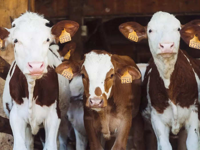 Pyhä lehmä! Kiina kloonasi kolme “superlehmää” tuottamaan maitoa litroittain