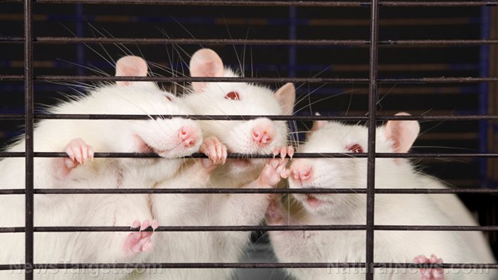 900 COVID-kantajaksi geenimuunneltua hiirtä  löydetty Kiinaan sidoksissa olevasta Fresno Countyn käytöstä poistetusta laboratoriosta