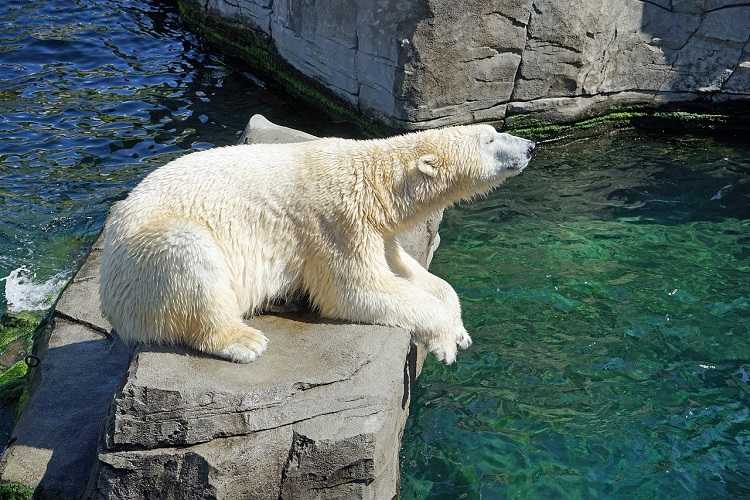 Pelottelukampanjat ilmaston lämpenemisestä eivät enää käytä jääkarhuja rekvisiittana, koska jääkarhut viihtyvät