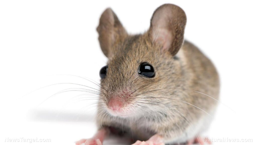 Hiirilääketiedettä: Äskettäin hyväksytyt COVID-pistokset on testattu vain hiirillä – vain Kahdeksalla niistä – EI KOSKAAN ihmisillä