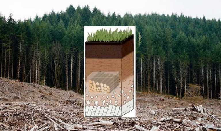 Bill Gatesin uusi suunnitelma: kaadetaan 70 miljoonaa hehtaaria puita “ilmaston lämpenemistä vastaan”