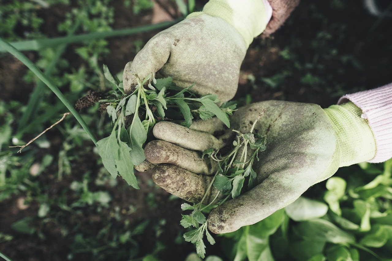 Willi Huber: Omaa puutarhaa vastaan ​​uhkaa suuri hyökkäys: oman ruoan kasvattamisen sanotaan olevan haitallista hiilidioksiditasoille