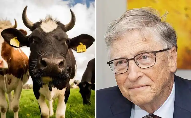 Bill Gates haluaa muuttaa lehmän DNA:ta mRNA-rokotteilla torjuakseen ilmastonmuutosta
