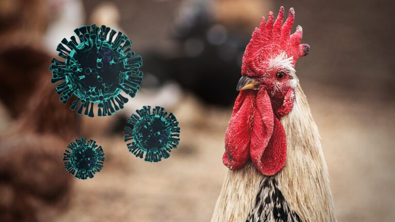 Pandeeminen kiihkoilu: keinotekoista pelottelua lintuinfluenssalla