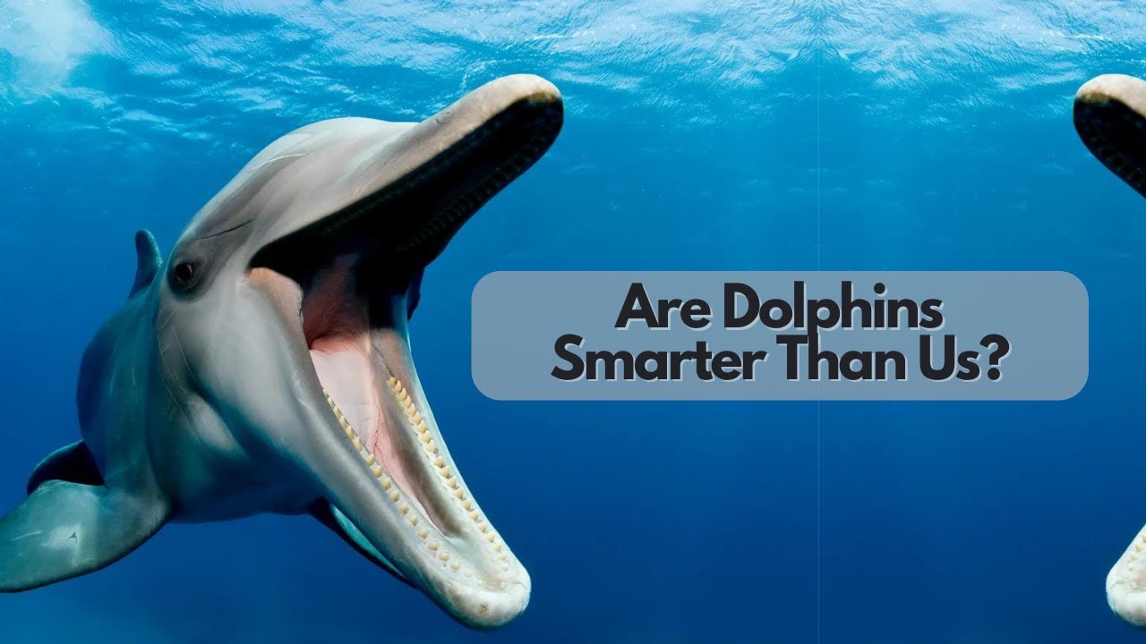 PubXtv: Are Dolphins Smarter Than Us?