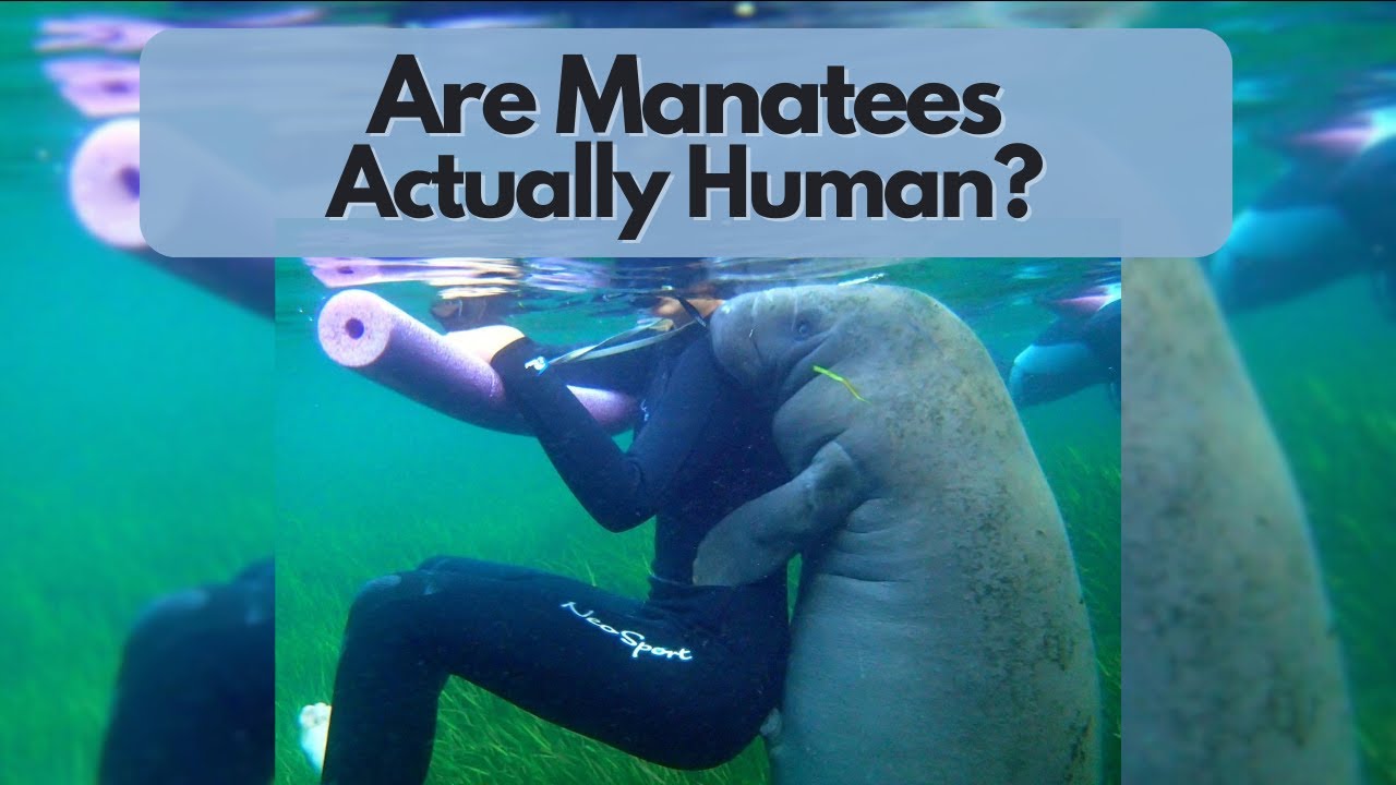 PubXtv: Are Manatees Actually Human?