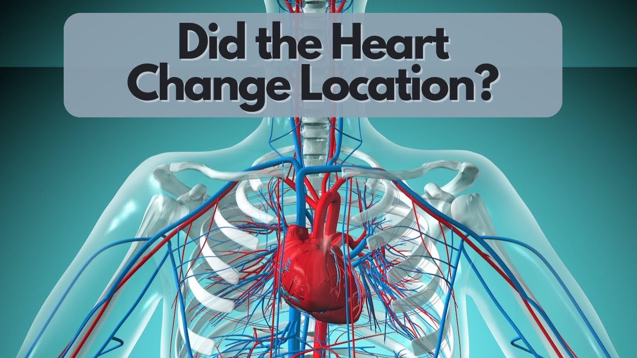 PubXtv: Did The Human Heart Change Position?