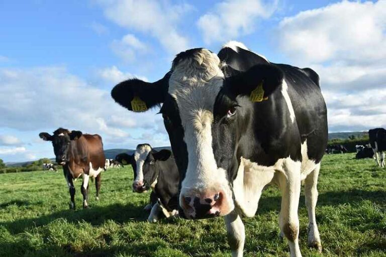 Hollannin Delegaatit Ehdottavat Lihaveroa COP29:ssä Ilmastovaurioiden Torjumiseksi